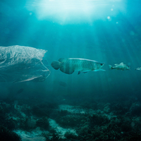 Social Advertising - We are oceans biggest predator.